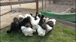 Black#silki#amrecin#chickens#chicks#bybes#for#sale#play#mouth#rock#amrecin#hariteg#chickens#bareds##