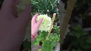 Наконец то привезли ящики 🪴достаю п9 с опилок,сортирую по сортам🌺🥰