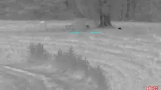Coyote with Flir PTS 536 22 Nosler