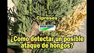 Síntomas de ataque de hongos (Seridium) en coníferas (ciprés)