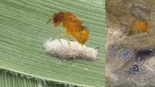 Trichogramma and Telenomus killing fall armyworm eggs | Integrated Pest Management