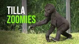 Tilla's Got A Case Of The Zoomies!