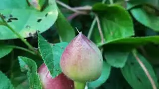 Operculina turpethum, Transparent Wood Rose, White day glory, Indian jalap, Merremia turpethum,