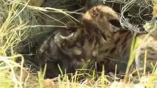 Cougar Cubs