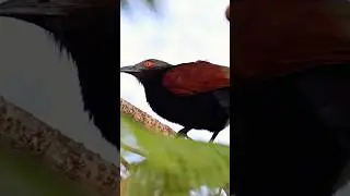 Rare Forest Beauty | Greater Coucal Captured by My Lens #birds #birdingparadise #birdwatching