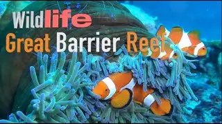 Wildlife of the Great Barrier Reef