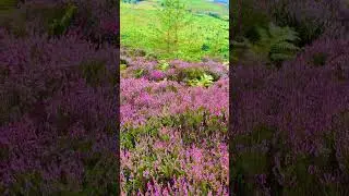 Scotland's bonnie purple heather 💜