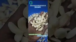 50kg garlic peeling machine set up ~ gajanand industries +917016634150