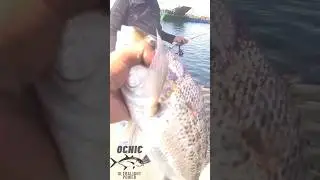 Bakoko/ sea bream @baseco parola spot #igit  #fishing #philippines #relixnusantara #manilabayupdate