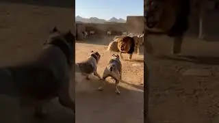 Qahdarijani Dogs Defend Village Against Fierce Lion Attack!#QahdarijaniDogs #LionAttack