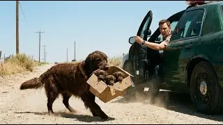 Touching Dog Rescue Stories: Saving a Mother Dog and Her Puppies