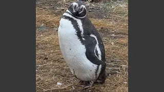 Da Biggest Bird