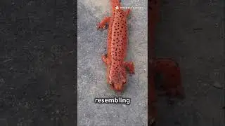 Red Salamander: The Lungless Wonder of Virginia #virginia #shorts #amphibians