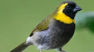 Canto de tomeguin del pinar