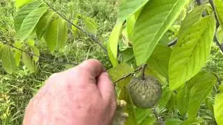 Biodynamic Natural Farming, Inspiration for growing Organic Sugar Apples