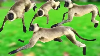 Hanuman most popular jumping | monkey new life in 2026