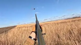 Minnesota Public Land Pheasants - Mid November 2024