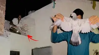 Raat Kay time kisi kay Ghar se Aseel kabutar pakad liya 😳😳