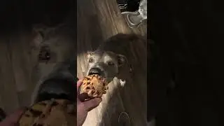 Dog doing dog things #dog #dogdadlife