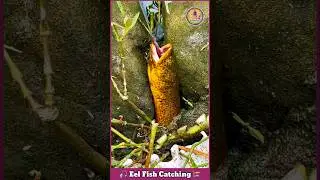Eel Fish Catching 🪝 Fishing Video 🎏 Fish Catching Video 🎣 #eel #fishing #fish #shorts