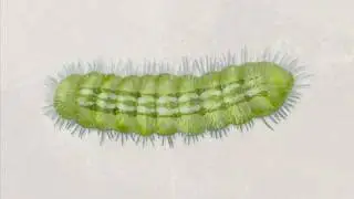 Lycaenid Caterpillar