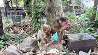 Monkey Tries Human Food For The First Time! #monkeyvideo #monkeychallenge #monkeylove #babymonkey