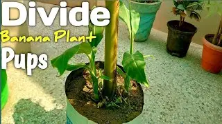 How to divide banana plant pups | Propagate Banana Tree Plant केले के पप्स को अलग कैसे उगाये