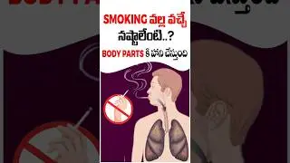 How Smoking Damages Your Body Parts | #shorts #trending #ytshorts #smokingcigars #blumehealth