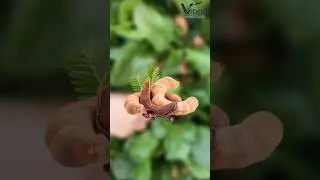 Tamarind Export Business 2026 | How to Export Imli from India | Complete Guide