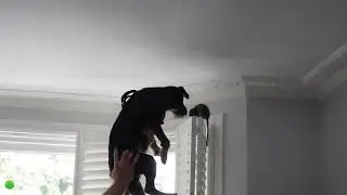 Dog Kills HUGE Rat in London Living Room! 😱🐶 | Emergency Rat Control by Environ