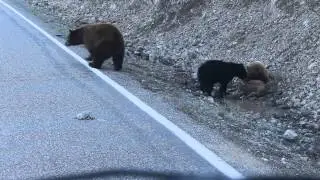 Yellowstone bears eating elk