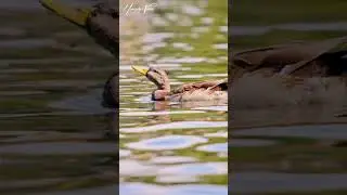 Duck Drinking Water