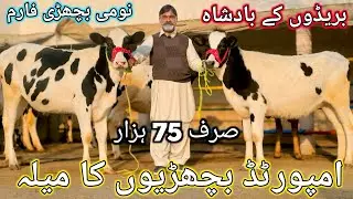 Highest milking breed heifers | Imported and cross heifers | 21 January 2026 | CHAKWAL 