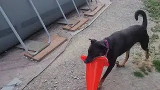 Shadow the Rot/Dobie/Malenois dribbles a traffic cone