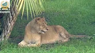 Nikita Lion LIVE at Big Cat Rescue