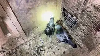 Pigeon Navigation problems