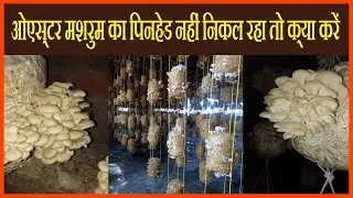 Oyster Mushroom Pinhead Issue, ओएस्टर मशरुम का पिनहेड नहीं निकल रहा तो क्या करें ?