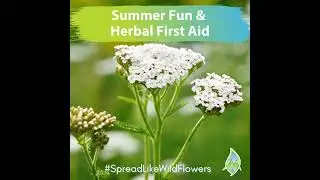 Best Herbs For First Aid & Summer Fun