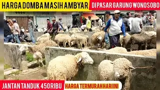 HARGA DOMBA MERINO DOMBOS MASIH AMBYAR DI PASAR GARUNG WONOSOBO//WOW JANTAN TANDUK 450 RIBU