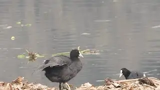 Eurasian common coot duck