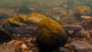 River Lamprey Run, Mulkear River, Lower River Shannon SAC