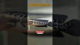 Hasil experiment progres bunga chana maru menggunakan pelet black booster‼️#shorts #snakehead #fyp