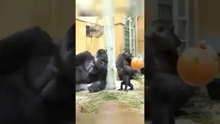Baby Gorilla Loves His Father 🐵