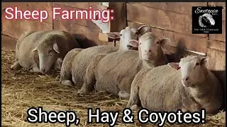 Sheep Farming: Sheep,  Hay & Coyotes!/June 28, 2022