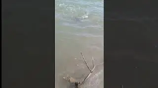 Pathan fish 🐟 #Abdul Basheed fishing #bocha #fishinglife 🐟 catch fish Learn to be a good day ahea