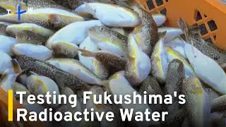 Testing Begins on Treated Radioactive Water From Japan's Fukushima Power Plant｜TaiwanPlus News