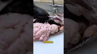 &ldquo;Sperma&rdquo; Ikan Kod