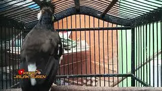 Rahasia Suara Pancingan Jalak Suren Biar Cepat Gacor & Ngeplong!