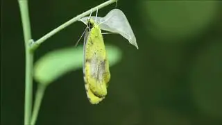 Sleepy Orange Eclosing