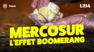 Ce que personne ne vous dit sur le Mercosur et l’élevage en France